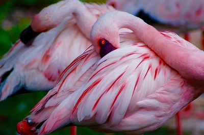 两个粉红色和白色的鸟特写照片